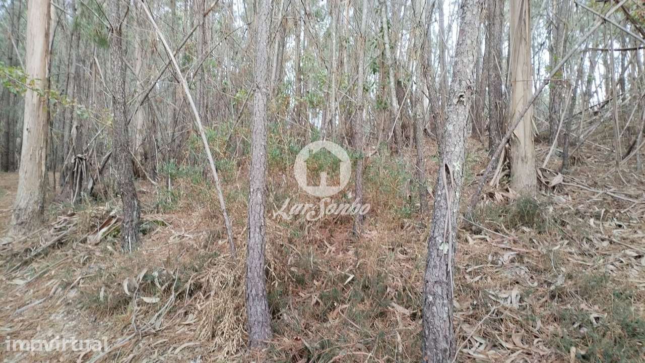 Terreno de 3600m² para Plantação ou Cultivo no Parque Natural do Gerês - Grande imagem: 4/4