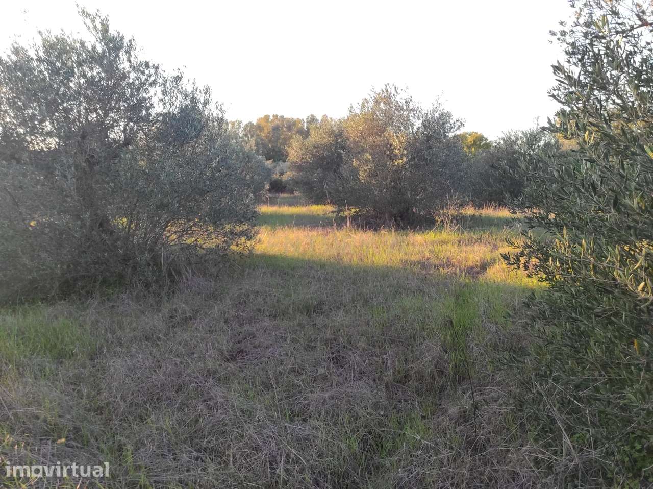 Terreno na Godinha - Campo Maior - Grande imagem: 3/5