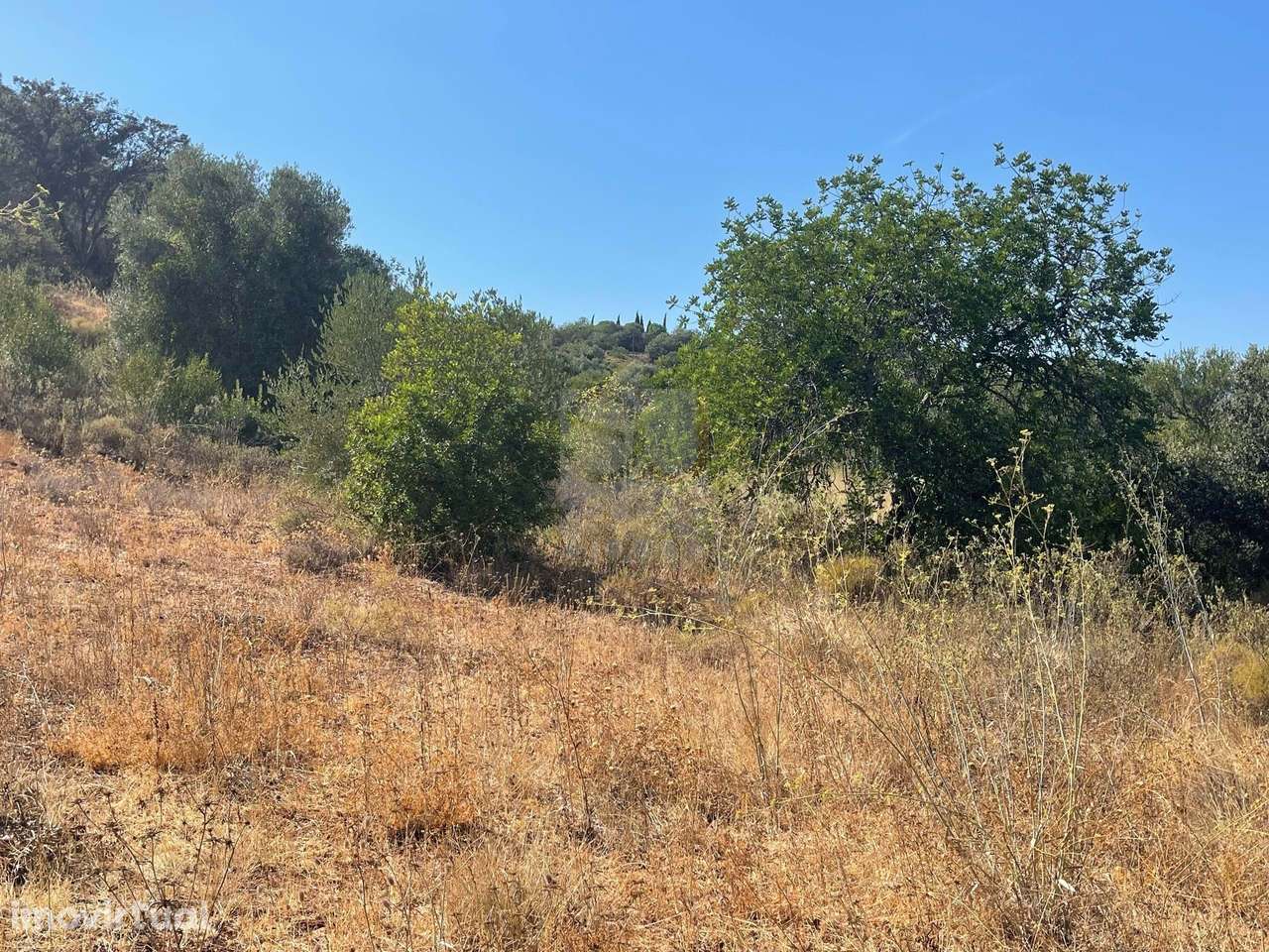 Oportunidade no Algarve Interior–Terreno Rústico-Alte - Grande imagem: 4/4