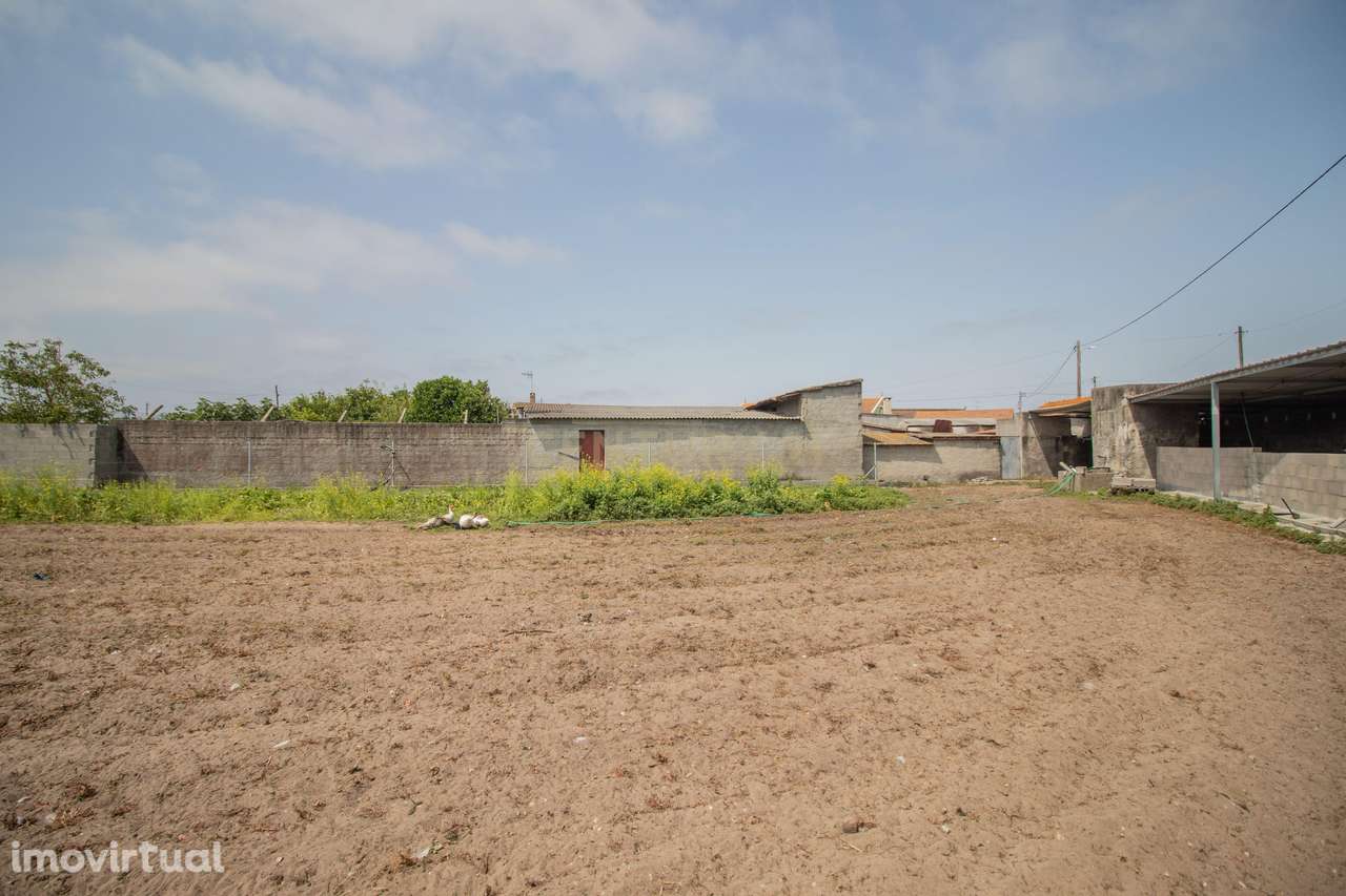 Terreno Caniceira, Tocha - Grande imagem: 2/5