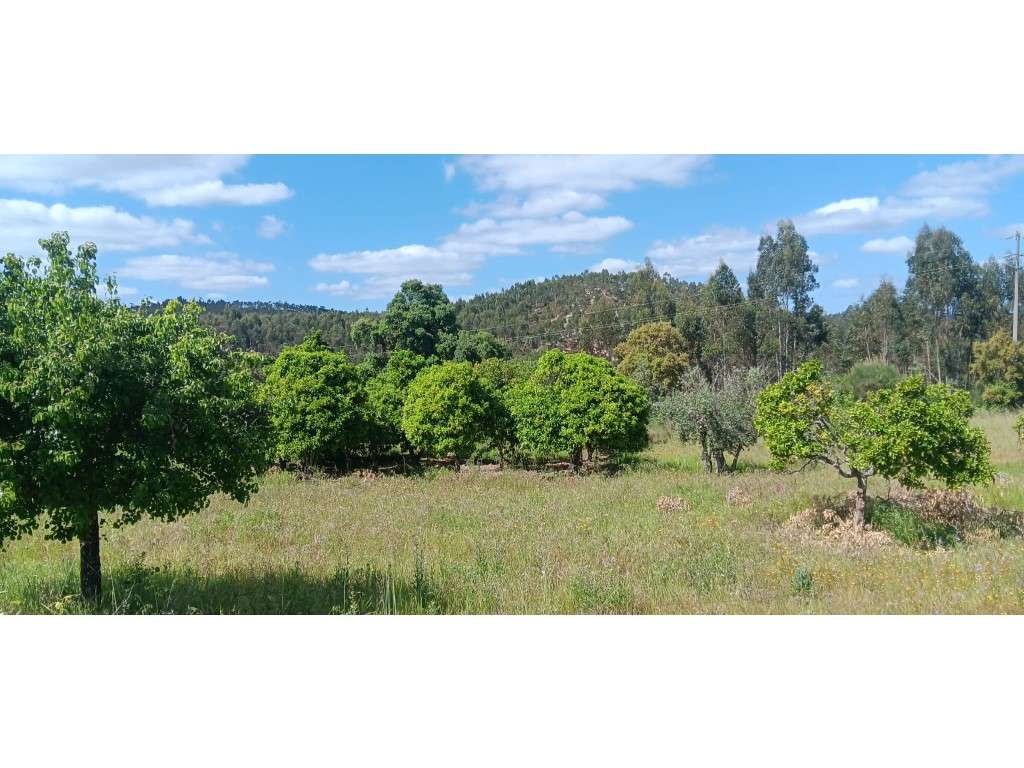 Terreno Rústico com Potencial de Construção + Furo de Água - Penhas... - Grande imagem: 4/19