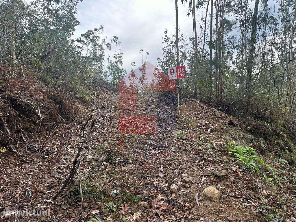 Terreno florestal de proteção - Grande imagem: 2/20