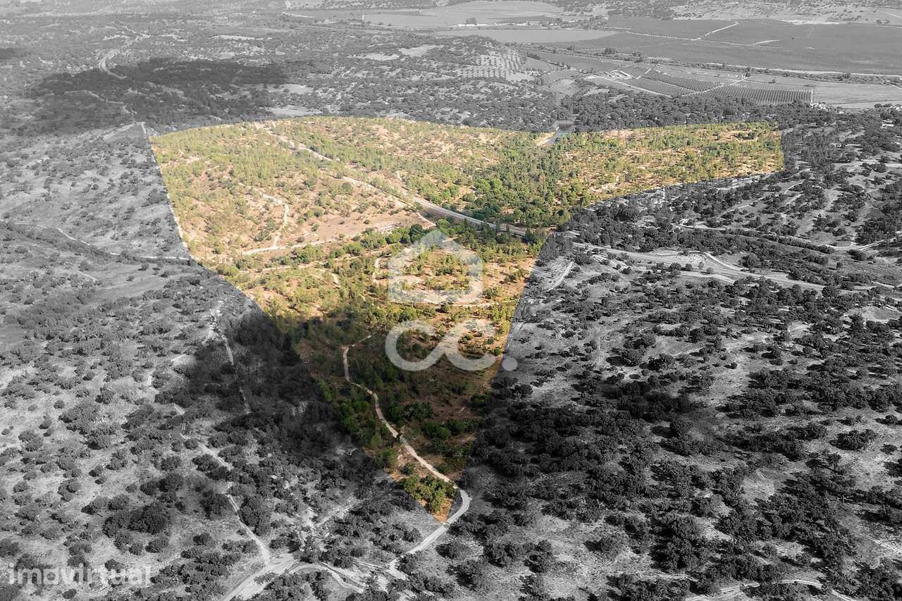 Herdade de 71,7 ha c/ Barragem e Casas de Apoio Agrícola | Mora - Grande imagem: 5/51