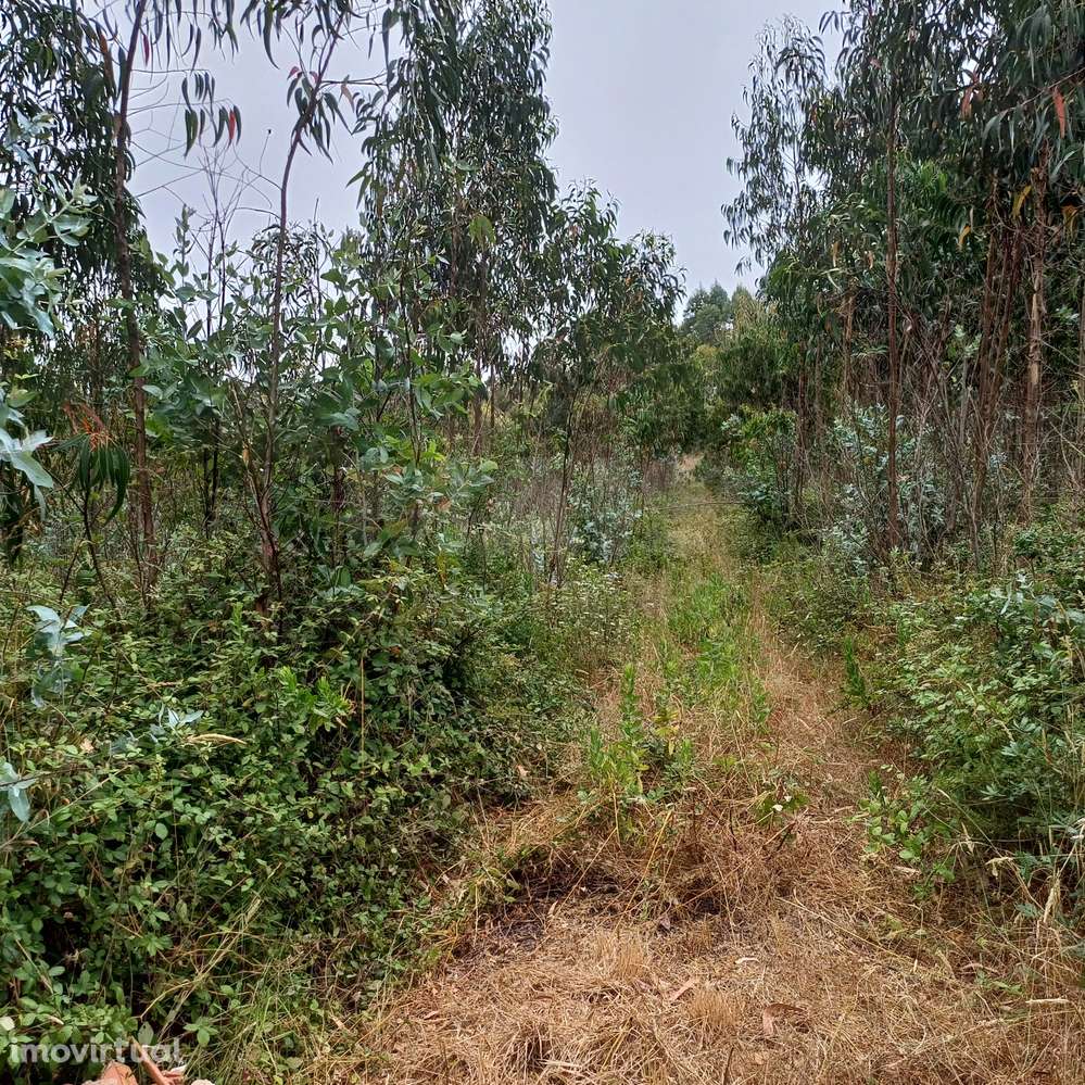 Terreno com viabilidade de construção de 3300m2 - Grande imagem: 2/4