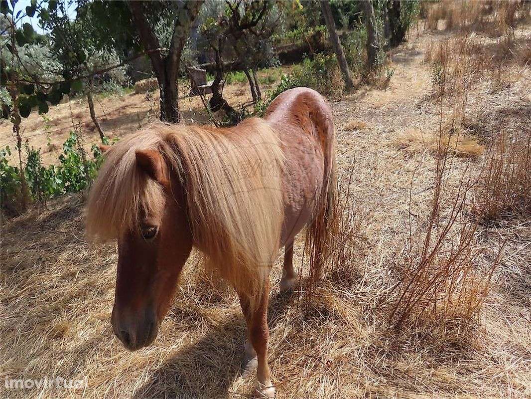 Quinta  para venda - Grande imagem: 3/30