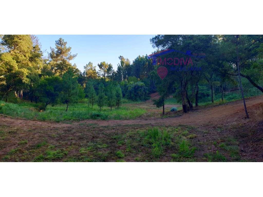 Terreno em Cernache do Bonjardim - Grande imagem: 3/14