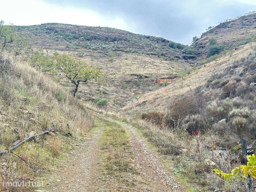 'Quinta de 16 Hectares no Coração do Parque Natural do Douro, em Fr... - Grande imagem: 2/19