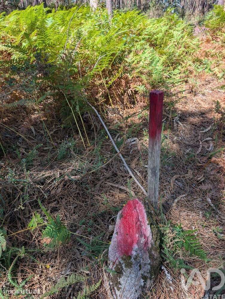Terreno Agrícola em Fragoso - Grande imagem: 5/7