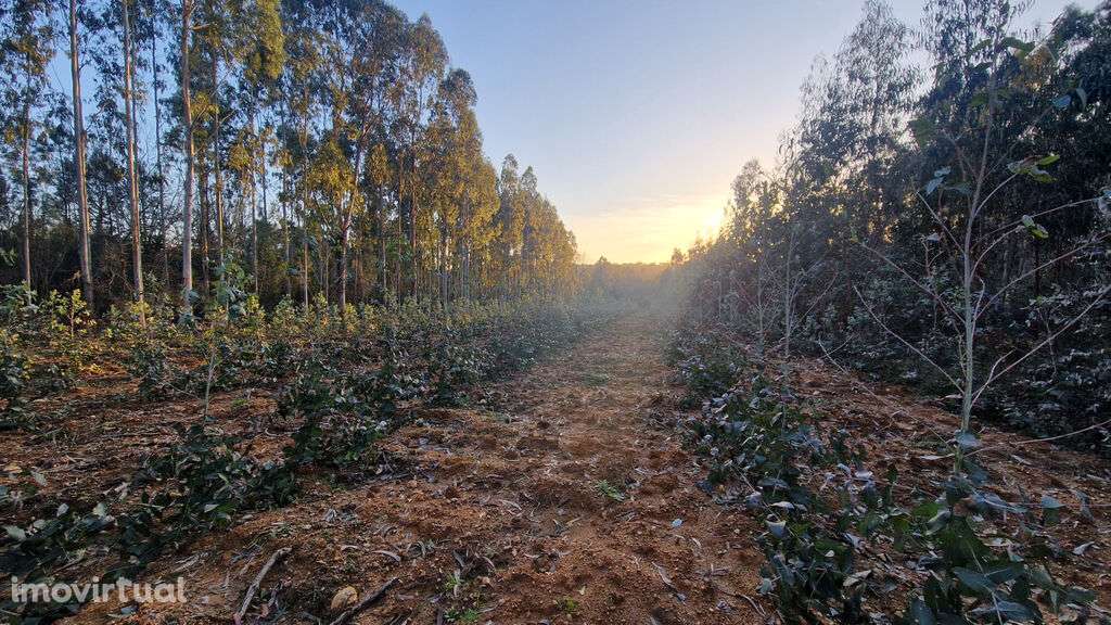 Venda Terreno - Grande imagem: 3/5