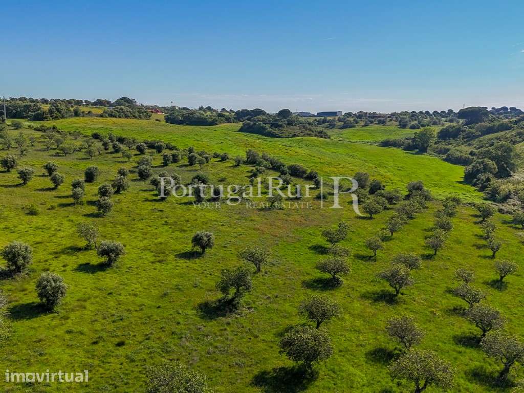 Quinta com 5 hectares e 800 m² de construção, Torres Novas - Grande imagem: 4/14