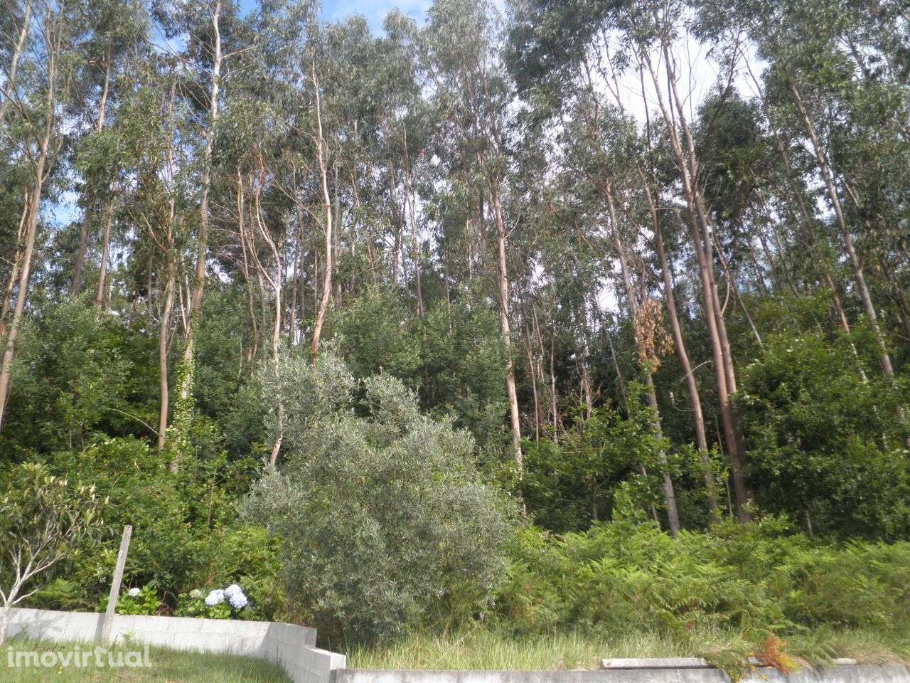 Terreno p/construção – Sever do Vouga - Grande imagem: 5/11