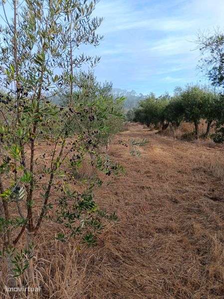 Vende-se olival com 51 oliveiras - Grande imagem: 4/6