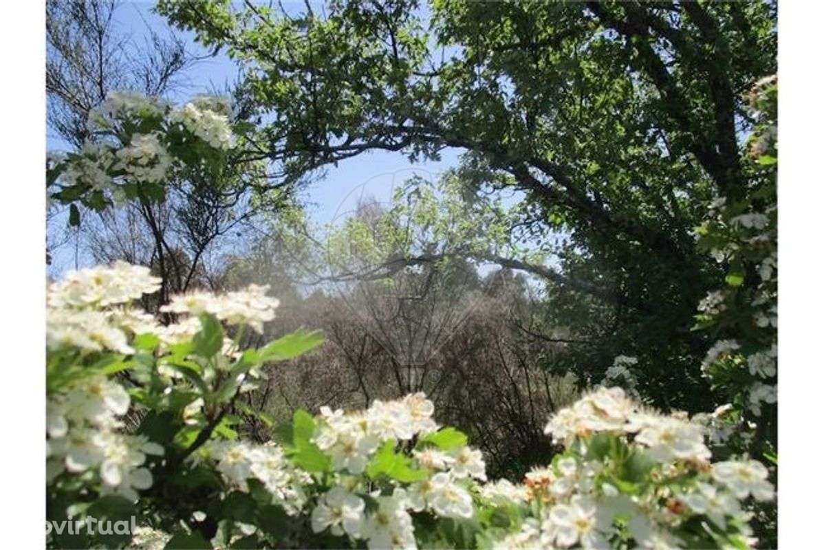 Quinta  para venda - Grande imagem: 3/42