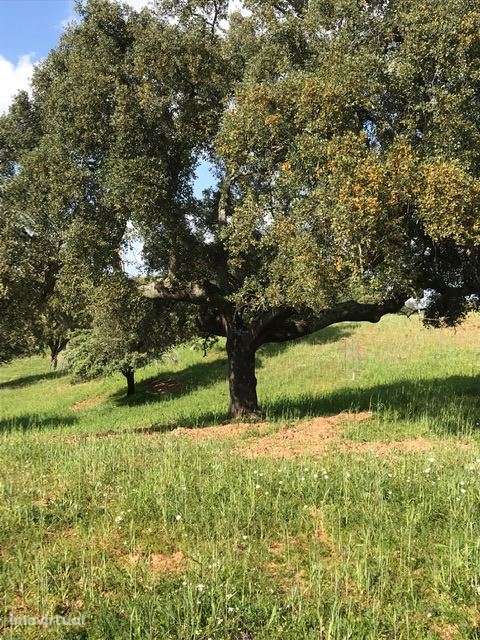 Herdade, para venda, Moura - Safara e Santo Aleixo da Restauração - Grande imagem: 5/8
