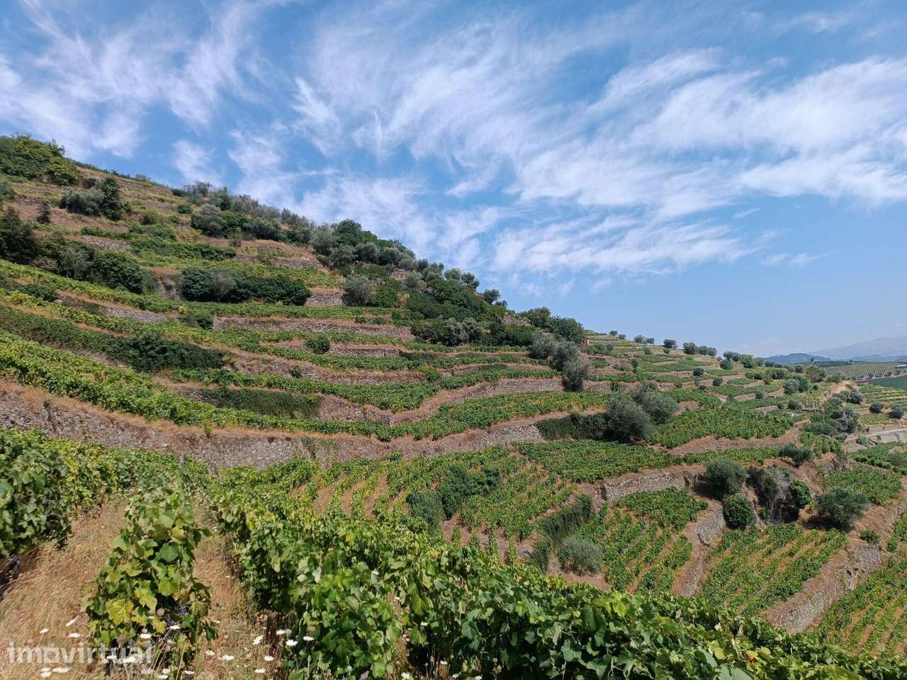 VINHA NA REGIÃO DEMARCADA DO DOURO - Grande imagem: 4/8