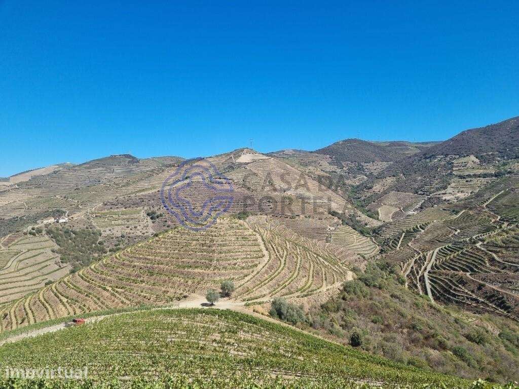 Quinta Vinícola Douro 58ha - Letra A - Grande imagem: 5/25
