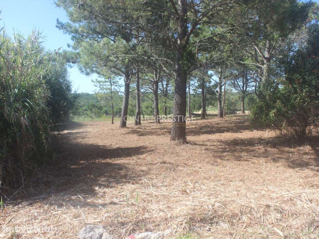 Terreno urbano com 1500m2 em Janas - Grande imagem: 3/9