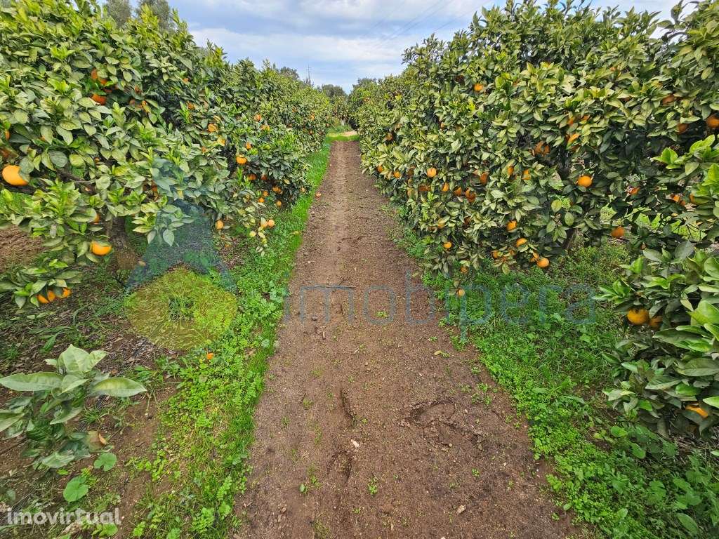 Terreno com pomar e alfaias!
Grande oportunidade de adquirir esta ... - Grande imagem: 4/16