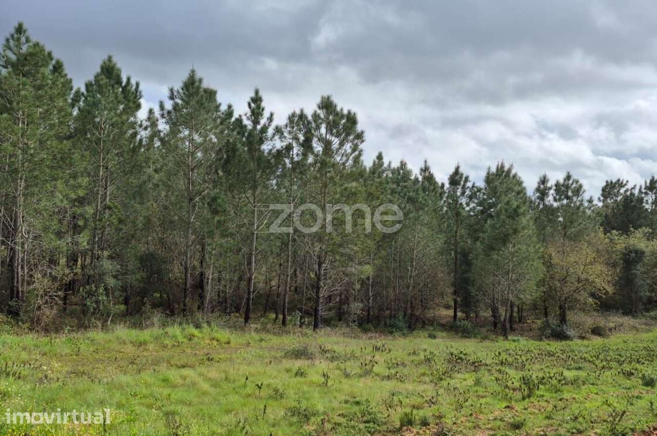 Oportunidade Única: 4.320 m² de Natureza Pura na Abrigada - Grande imagem: 3/56