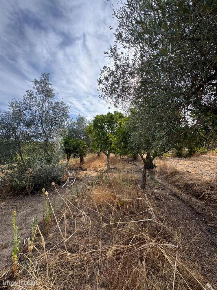 Quinta - Grande imagem: 3/14