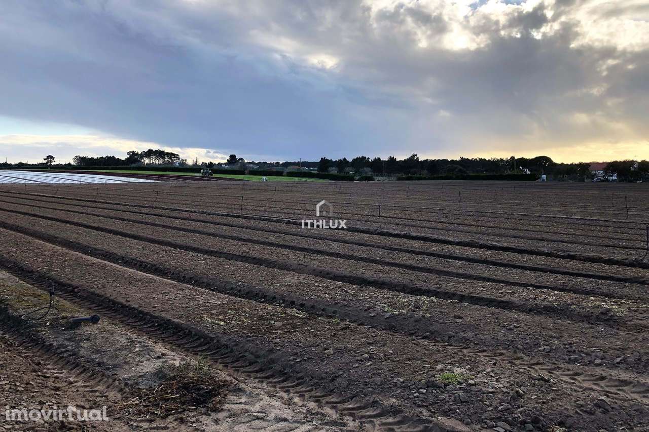Terreno Rustico - Brescos - Lagoa de Santo André - Lagoa de Melides - Grande imagem: 4/20