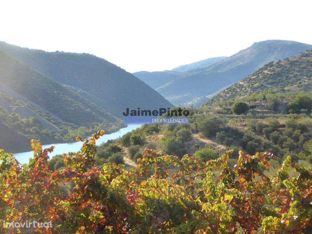 Propriedade com 5.100 oliveiras, 52ha, Barca DAlva. Portugal, Douro... - Grande imagem: 2/9