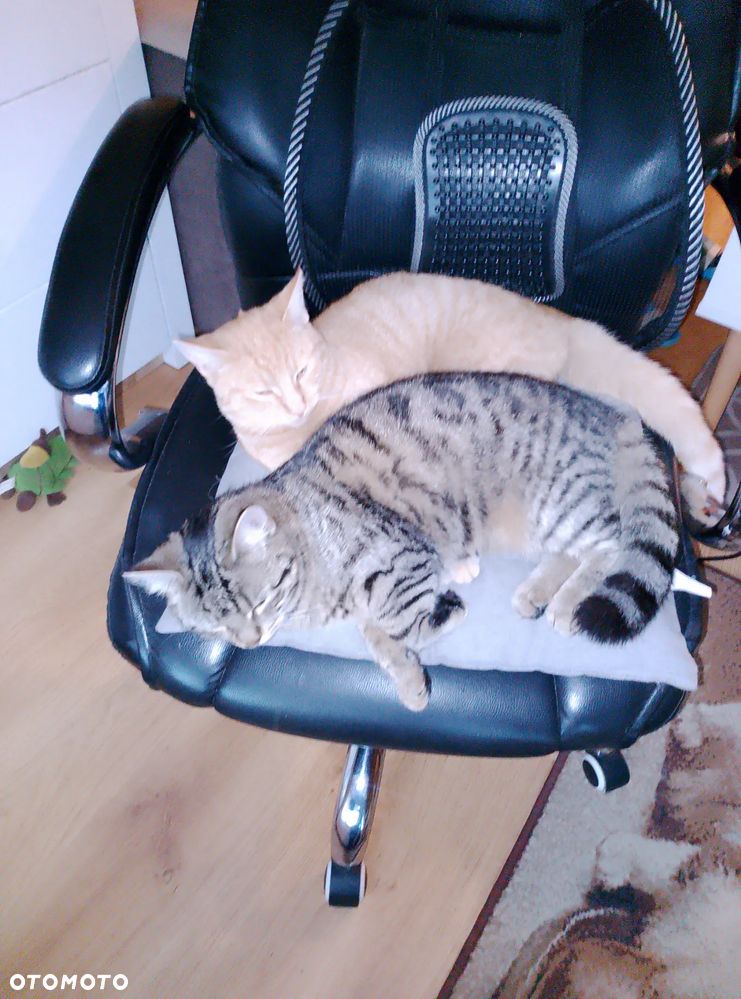 Ford Kuga 2.0 TDCi 4WD Titanium Plus - 23