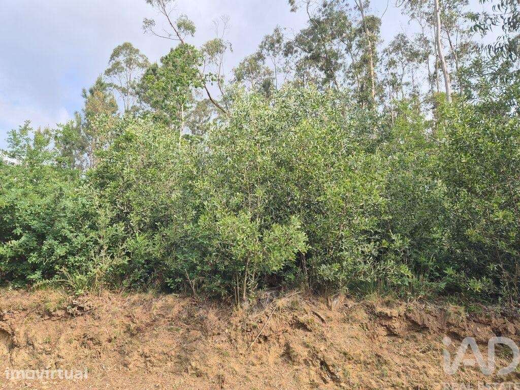 Terreno em Lobão, Gião, Louredo e Guisande - Grande imagem: 3/16