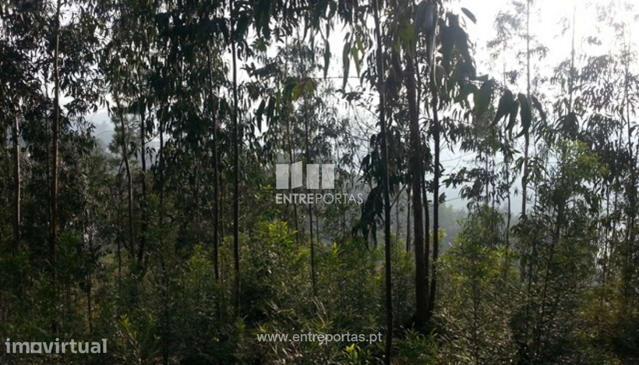 Venda Terreno, São Martinho de Sardoura, Castelo de Paiva - Grande imagem: 5/10