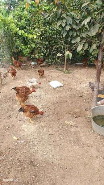 Quinta em Pedraça - Grande imagem: 5/12