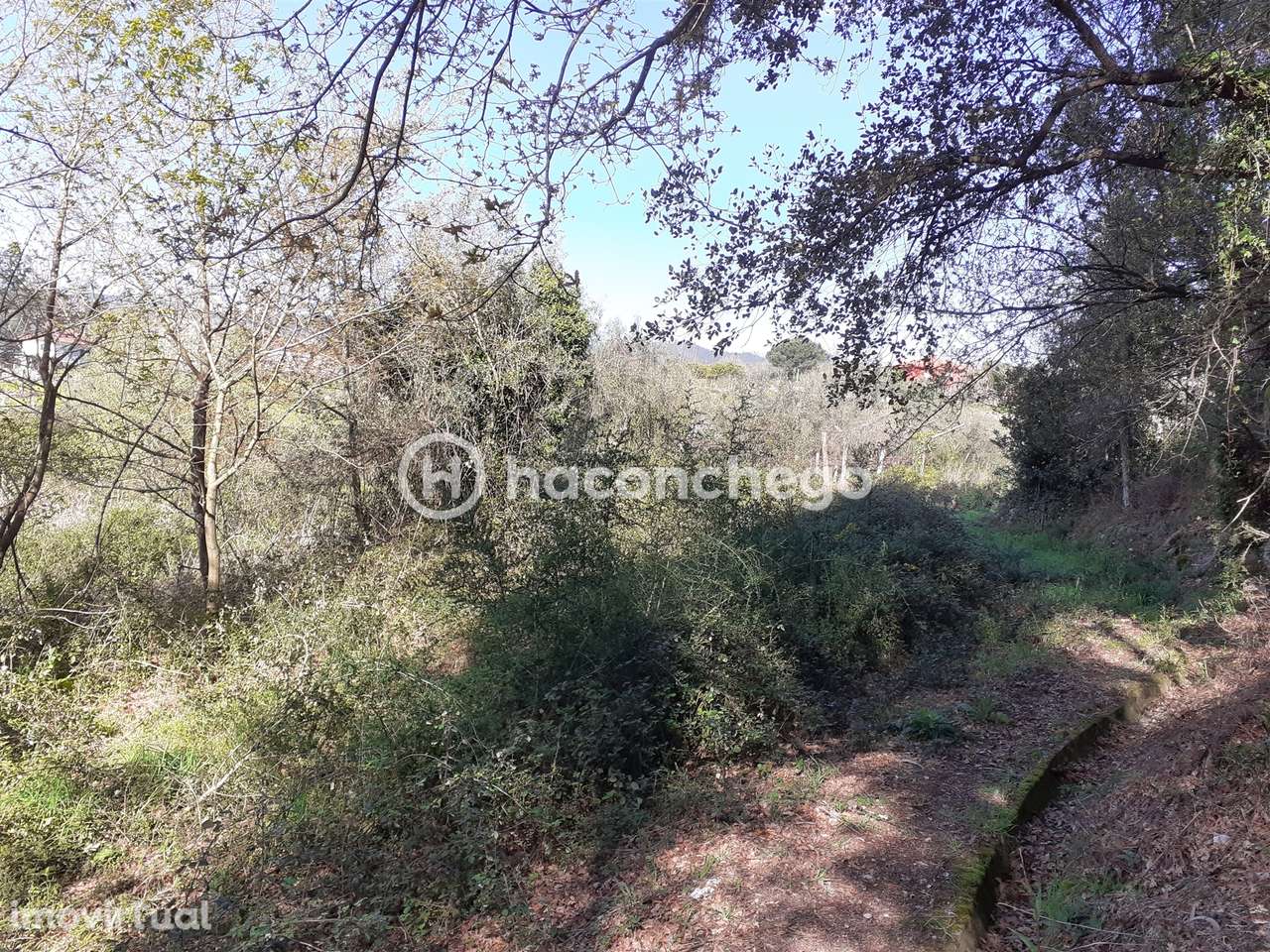 Terreno agricola Alvito São Pedro Barcelos - Grande imagem: 4/10