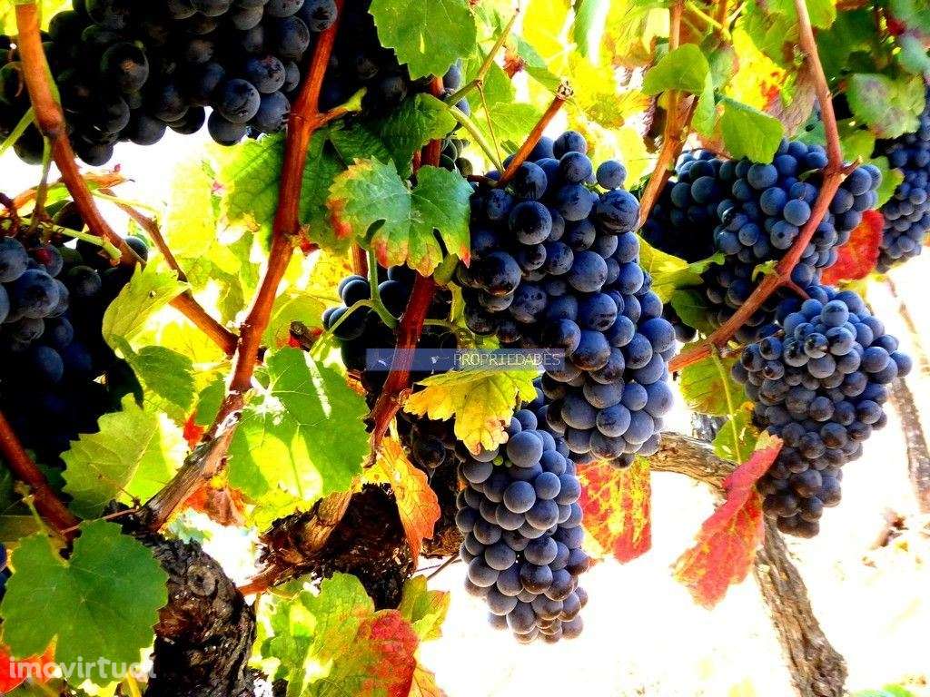 100 000m2 com Vinha e Olival, no Douro. Portugal, Sabrosa, Douro. - Grande imagem: 2/9