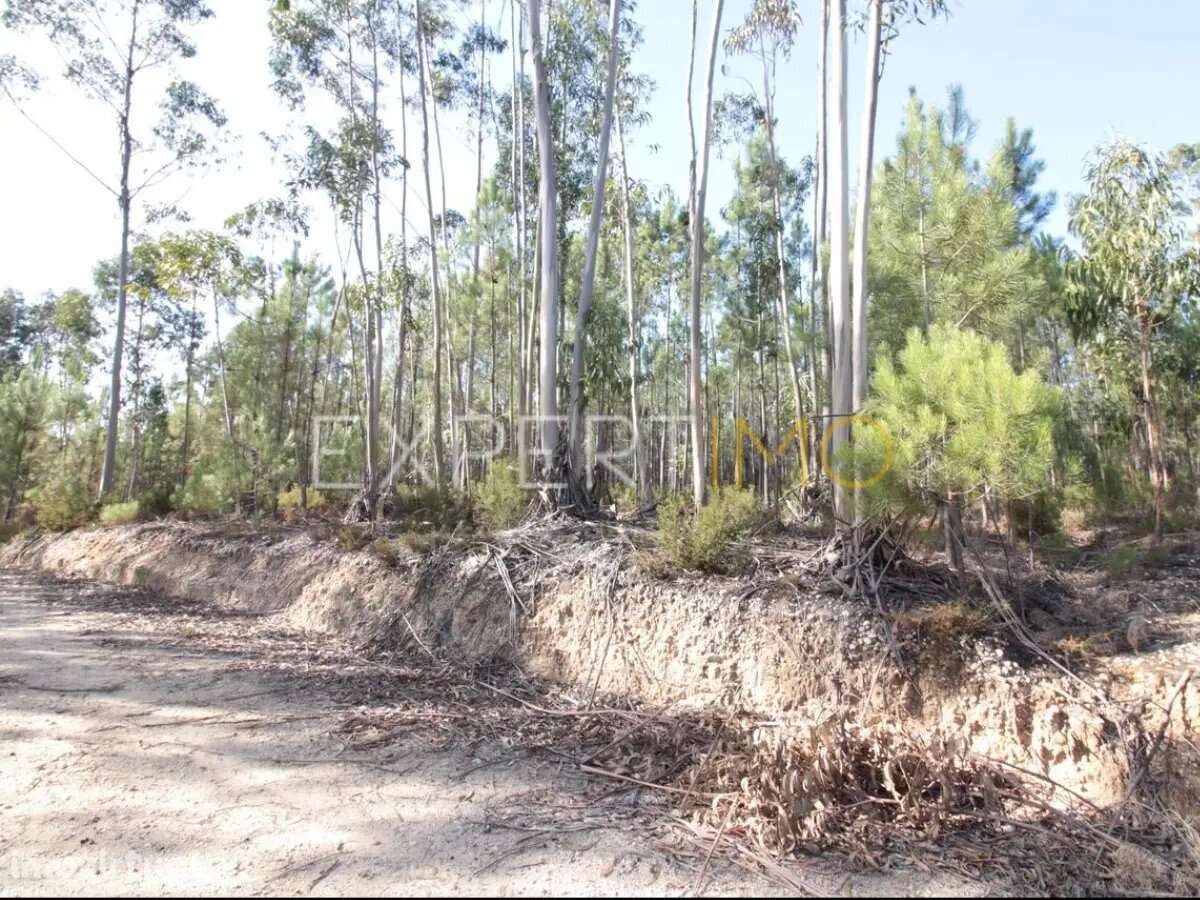 Terreno com plantação de eucaliptos e pinheiros - Ourém - Grande imagem: 2/5