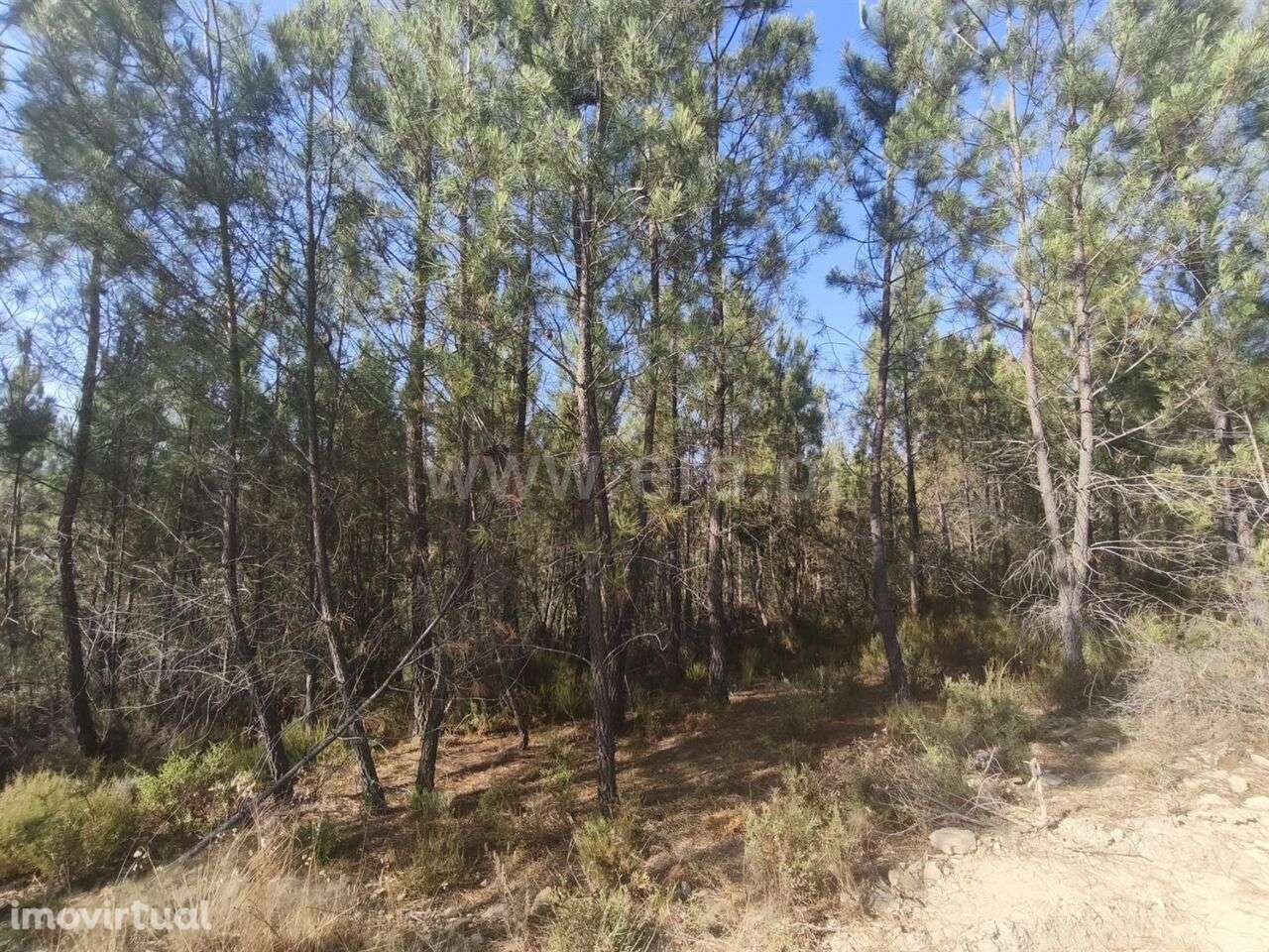 Terreno Rústico / Fundão, Silvares - Grande imagem: 4/6