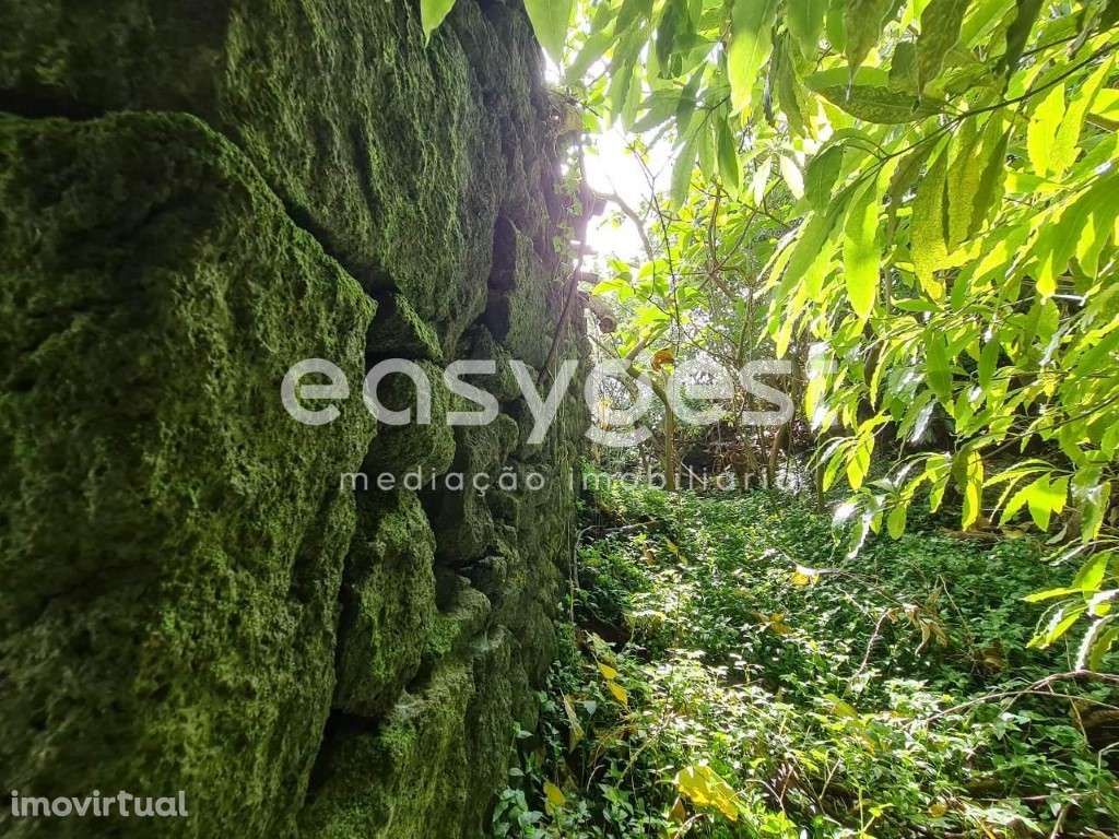 Ruina típica da ilha do Pico para recuperar na freguesia de São João - Grande imagem: 5/21