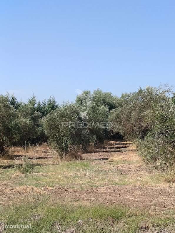 Terreno com Olival Tradicional – 11.250 m² | Estrada da Figueira, C... - Grande imagem: 4/27