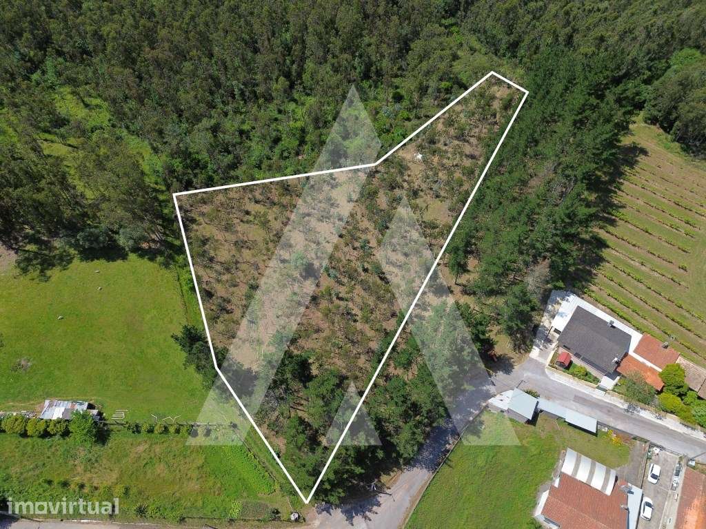 Terreno em Serém de Cima - Macinhata do Vouga - Grande imagem: 2/15