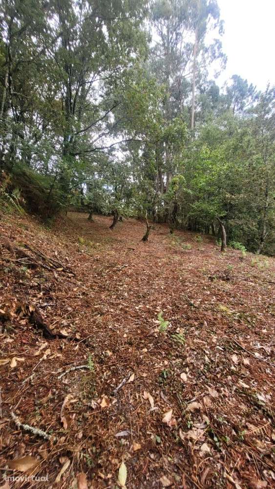 Terreno - Parada de Bouro - Grande imagem: 2/8