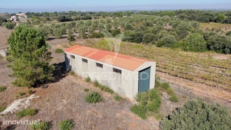 Terreno Rustico, Armazém agrícola+ furo de Agua - Grande imagem: 4/14