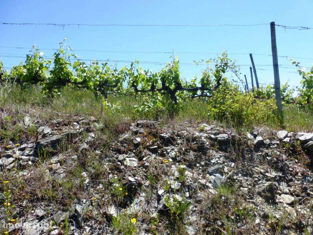 Quinta de Vinho do Porto e Doc. Portugal, Douro, Pinhão. - Grande imagem: 2/9