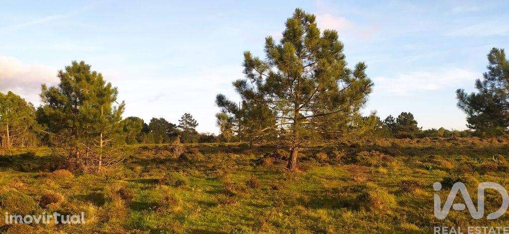 Terreno T1 em Vila do Bispo e Raposeira de 123840,00 m2 - Grande imagem: 3/29