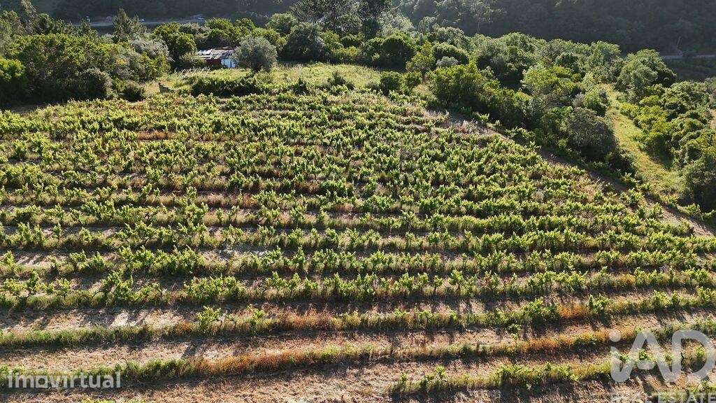 Terreno Agrícola em Mafra - Grande imagem: 5/24