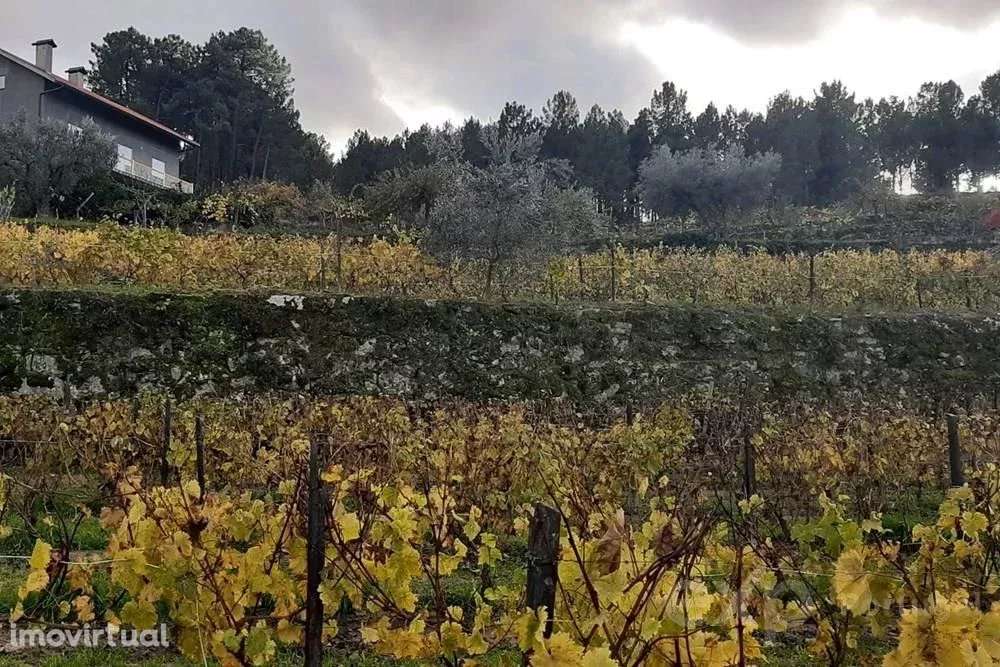 Terreno para Venda em Pegarinhos, Portugal: 4800 m² - Grande imagem: 5/10