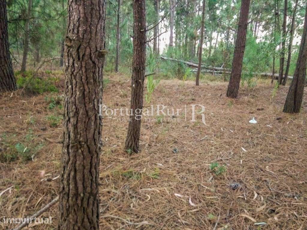 Terreno com água, eletricidade e ribeiro a 5 minutos das praias - Grande imagem: 2/10