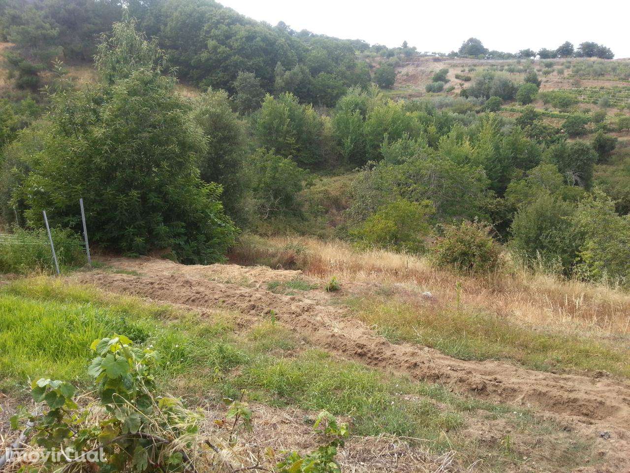 Terreno de cultivo em Póvoa de Penela, Penedono - Grande imagem: 3/6