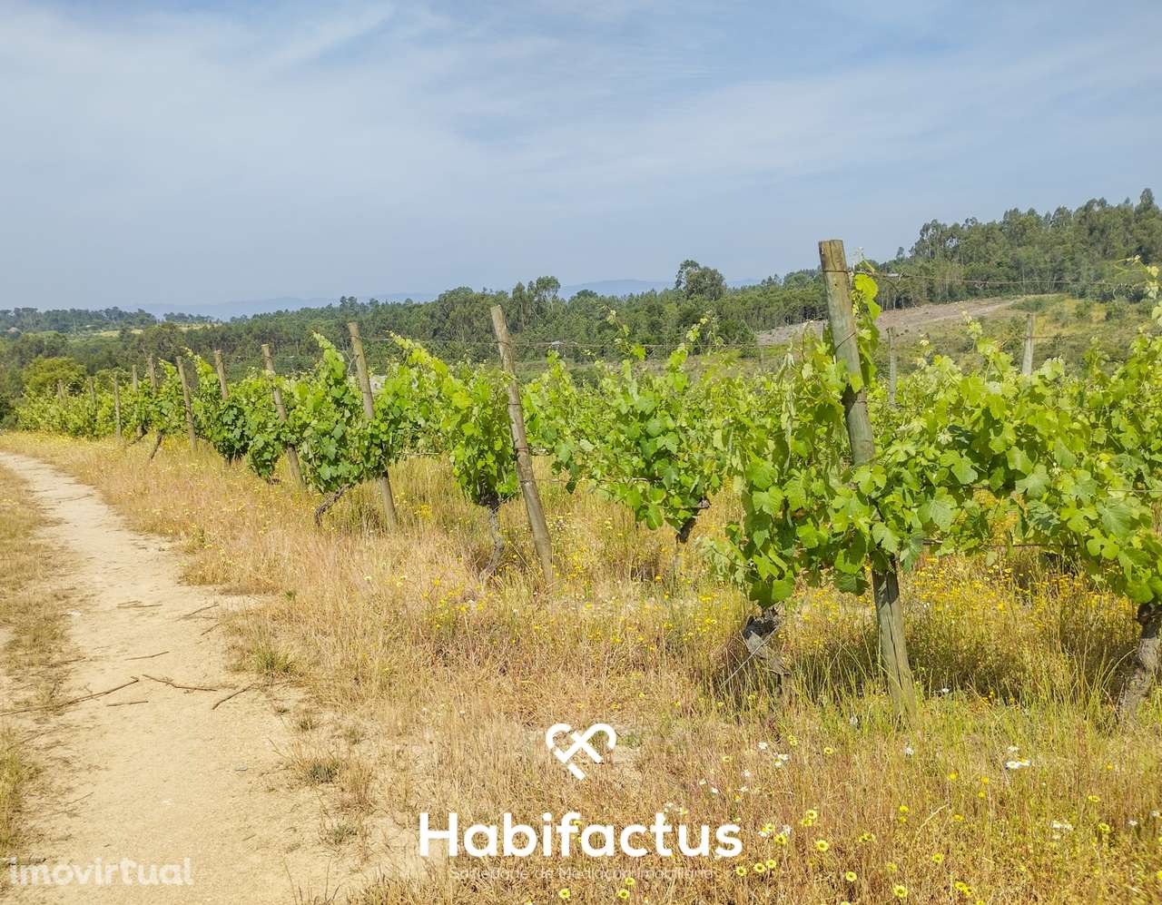 Oportunidade Única: Quinta Excepcional com Vinha de Castas Selecionada - Grande imagem: 3/7