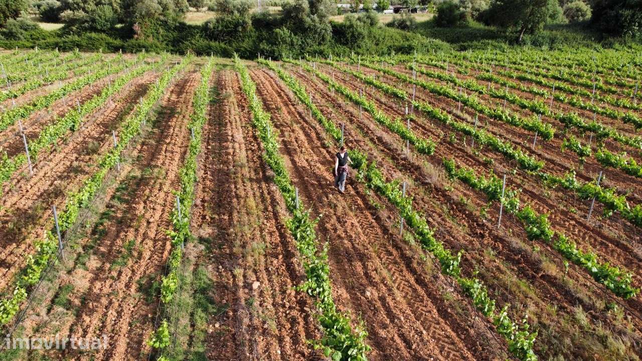 Herdade dos Barros em Terena: Terreno com 9,1 ha, Vinha Ativa e Viabil - Grande imagem: 5/18