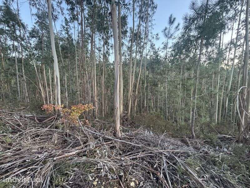 Vendo terreno e eucaliptos - Grande imagem: 3/10