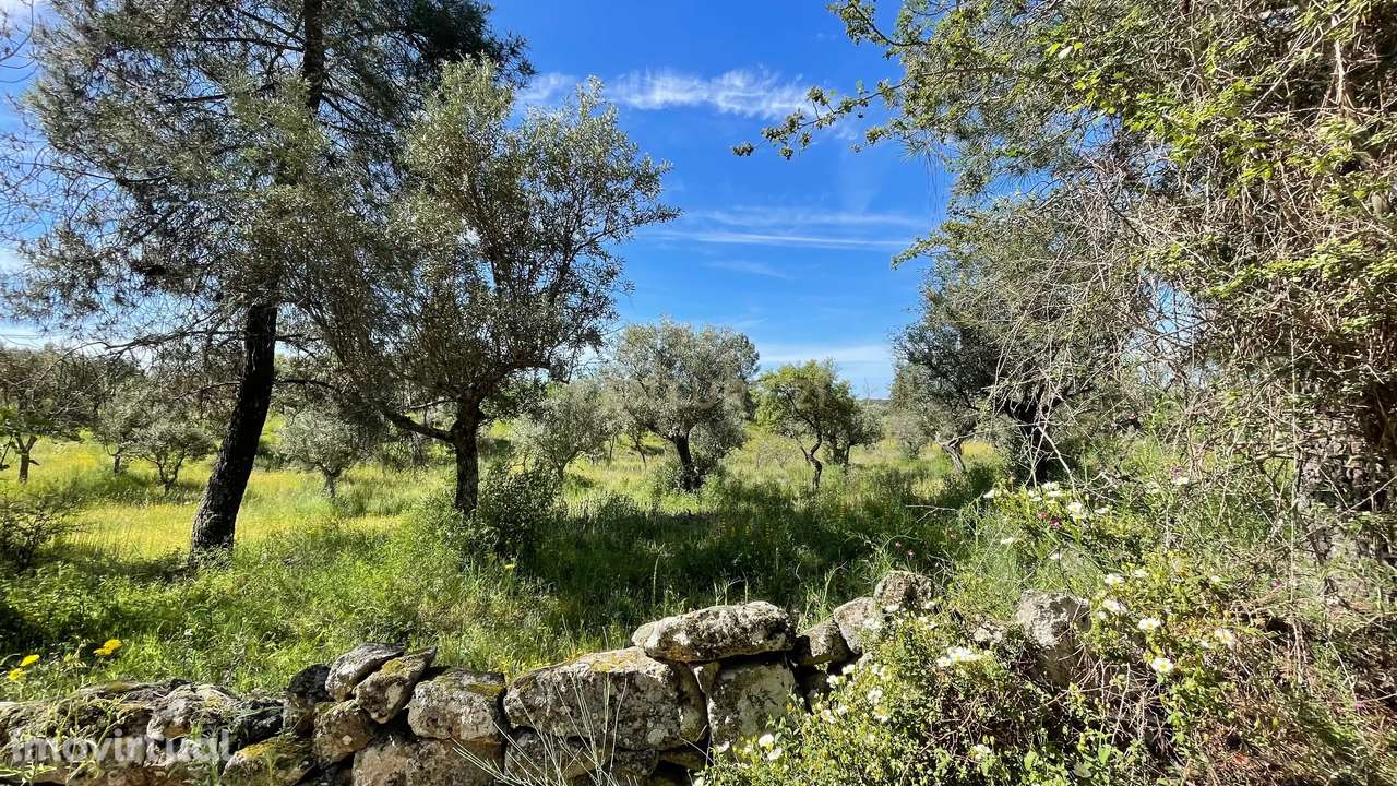 Terreno Rústico | Lousa CTB, Castelo Branco - Grande imagem: 5/8