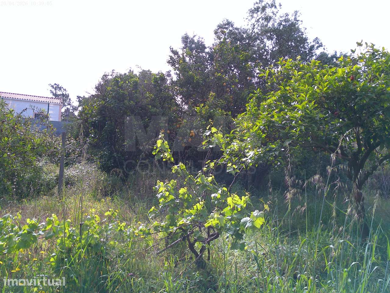 Terreno Rústico (Avos), Quinta da Oliva - Charneca da Caparica - Grande imagem: 2/5